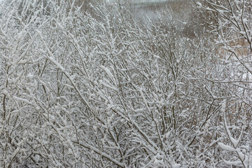 tree branches in the snow