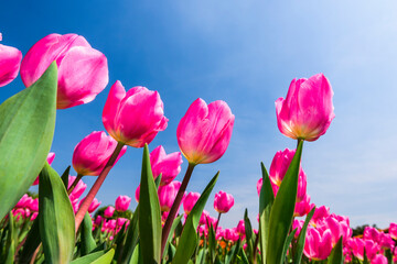 Beautiful tulips flower with the blue sky background