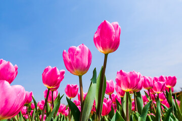 Fototapeta premium Beautiful tulips flower with the blue sky background