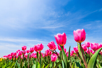 Beautiful tulips flower with the blue sky background
