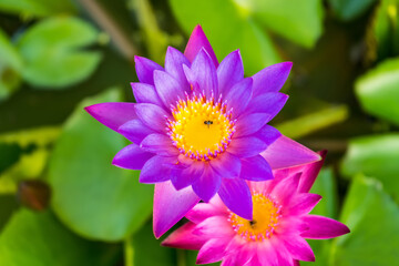Obraz premium Purple lotus flower or water lily. The background is lotus leaf in a pond Beautiful sunlight and sunshine in the morning. Soft selected focus