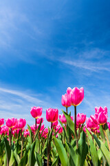 Low-angle view of beautiful tulip flower with a blue sky background.