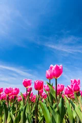Fotobehang Low-angle view of beautiful tulip flower with a blue sky background. © BINGJHEN
