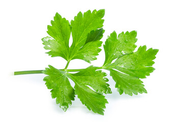 clipping path celery isolated on white background