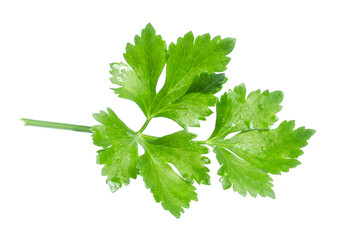 clipping path celery isolated on white background