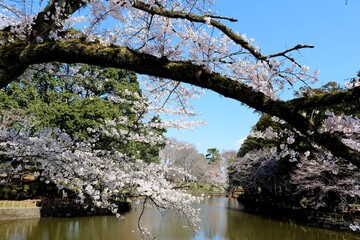 水面に咲き誇る桜　暖かい春の日　風景