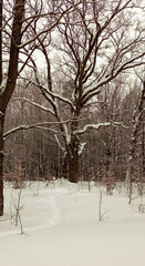 Winter forest, snowdrifts and trees in the snow.