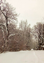 Winter forest, snowdrifts and trees in the snow.