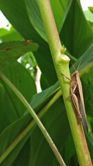 grasshopper on a leaf