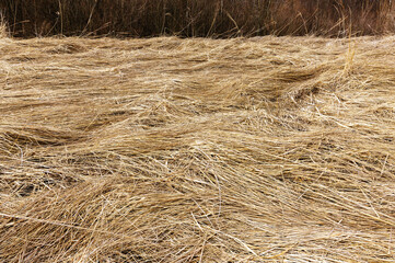 Fototapeta premium Natural dried grass in spring