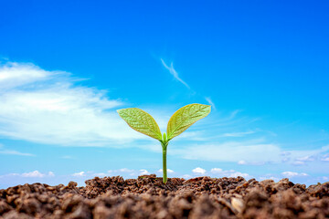 Small plants growing on ground and blurred blue sky background, plant growth concept in suitable outdoor environment.