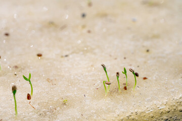 Celery seeds growing in a sponge.