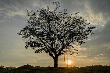 Silhouette of a wooden swing under the tree. Lonely and relaxing golden ligth on sunset on summer...
