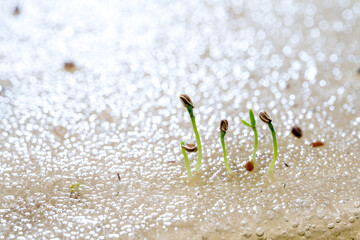 Celery seeds growing in a sponge.