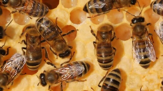 Bees cover the larvae with wax for their further development into an insect.
The complex process of bee development - from egg to insect.
