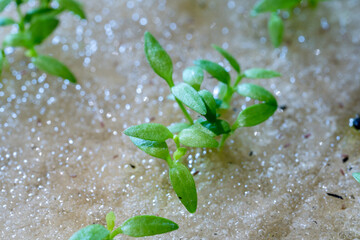 Celery seeds growing in a sponge.
