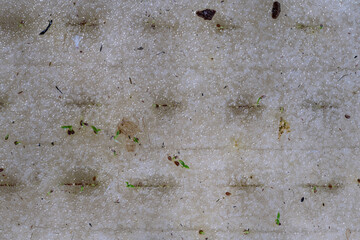 Celery seeds growing in a sponge.