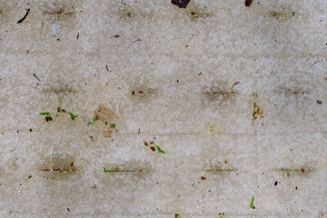 Celery seeds growing in a sponge.