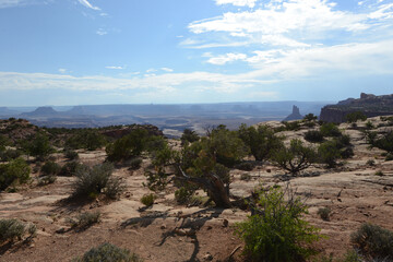 Scenic view of the landscape, with shrubs and trees near the rim of Canyonlands National Park in Utah