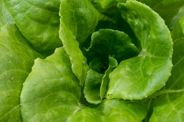 Green oak growing in a trough Planted in a hydroponic system