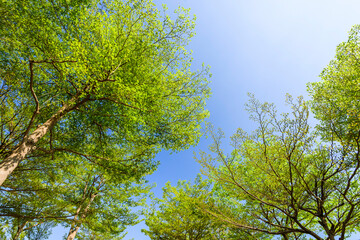 Obraz premium low angle view of green trees with the blue sky background
