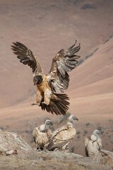 Immature Bearded Vulture in the KwaZulu Natal Drakensberg mountains