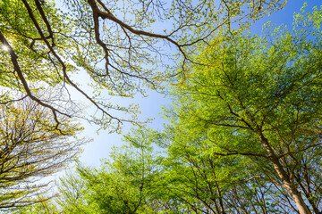 low angle view of green trees with the blue sky background