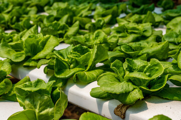 Green oak growing in a trough Planted in a hydroponic system