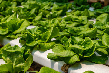 Green oak growing in a trough Planted in a hydroponic system