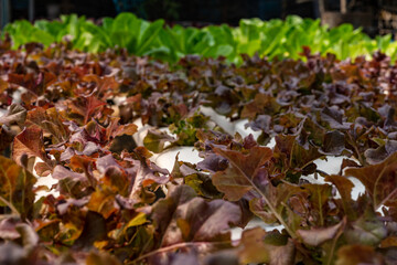 Green oak growing in a trough Planted in a hydroponic system