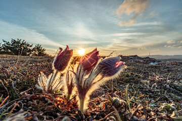 Dream-the beautiful grass Pulsatilla patens blooms in the spring in the mountains. The golden hue of the setting sun. Atmospheric spring background. Delicate, fragile flowers in selective focus at