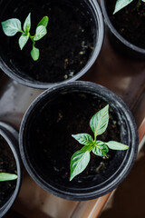 selective focus sweet pepper sprout in pots with earth. seedlings at home. growing eco-friendly food on a home farm. eco-friendly lifestyle in city apartment. vertically