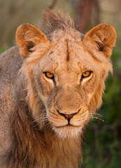 Lioness with beautiful orange eyes