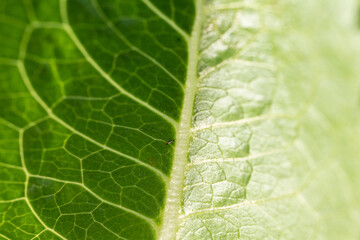 A mealybug on vegetables in salads.