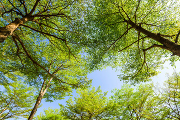 low angle view of large trees with the blue sky background
