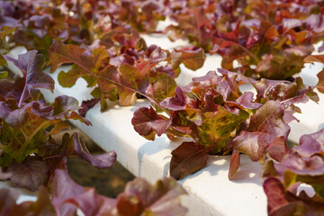 Green oak growing in a trough Planted in a hydroponic system.