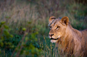 Lioness with beautiful orange eyes