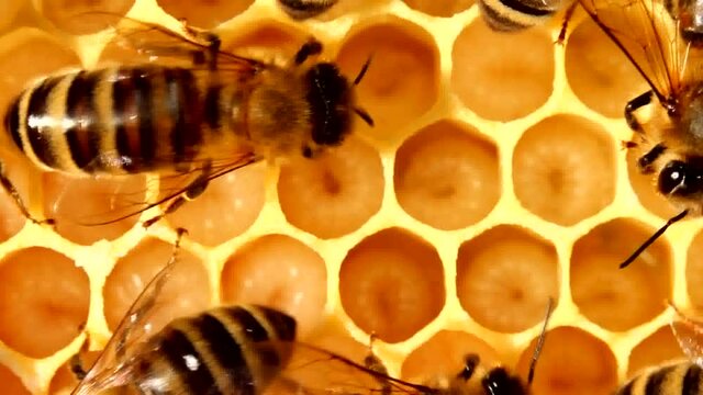 Bees cover the larvae with wax for their further development into an insect.
The complex process of bee development - from egg to insect.
