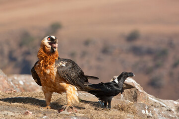 Bearded vulture in the Drakensberg Mountains