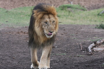 Lion walking
