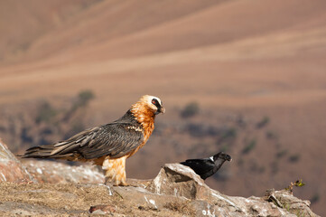 Bearded vulture in the Drakensberg Mountains