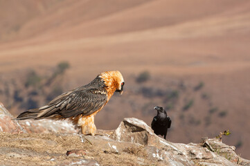 Bearded vulture in the Drakensberg Mountains