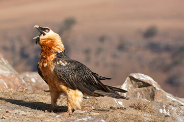 Bearded vulture in the Drakensberg Mountains