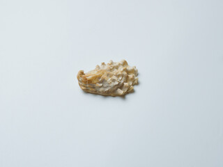 Obraz na płótnie Canvas Empty sink of sea mollusk. Carbonate shell.