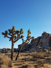 joshua tree national park