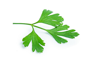 green parsley vegetable isolated on white background