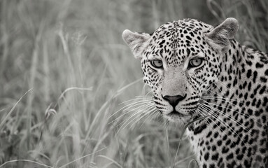 Leopard  in all its beauty