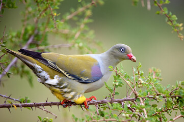 Colourful green pigeon sitting on a branch