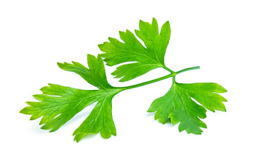green parsley vegetable isolated on white background