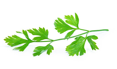 green parsley vegetable isolated on white background